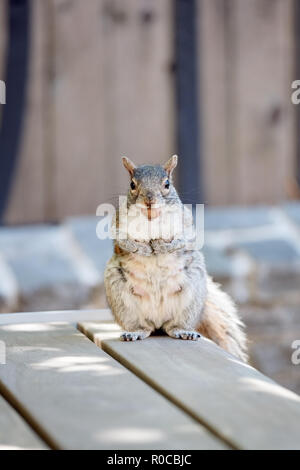 Niedlichen Erdhörnchen hält eine Eichel in ihren Mund und steht auf einem Hinterbein auf einer Holzbank Stockfoto