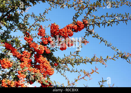 Red vogelbeere auf dem Mountain Ash tree branch auf blauen Himmel Hintergrund Stockfoto