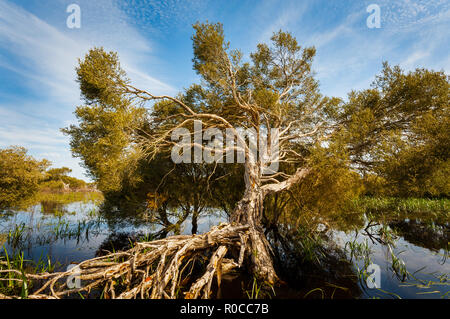 Paperbark Tree in der Bool Lagoon. Stockfoto