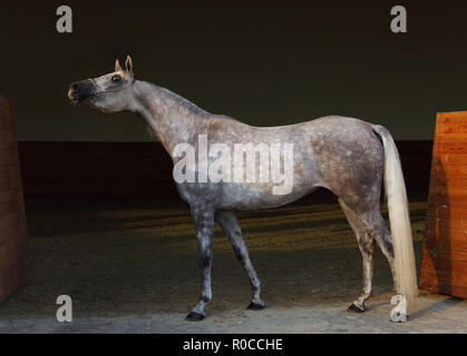 Vollblutaraber Pferd, Portrait eines dapple Grey Mare mit Schmuck Gebiß in dunklen Hintergrund Stockfoto