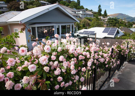 Kletterrose 'Cecil Bruner" in voller Blüte in Lyttelton, Neuseeland. Stockfoto