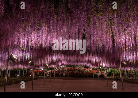 Blumen Wisteria 'Fuji' in der Blüte im Frühling in Japan Stockfoto