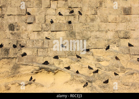 Viele Tauben sitzen auf vertikale yellow brick Old Fort wand Muster Stockfoto