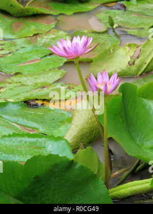 In der Nähe von schönen lila Lotus Seerose Blüte Wasser Teich im Garten Stockfoto