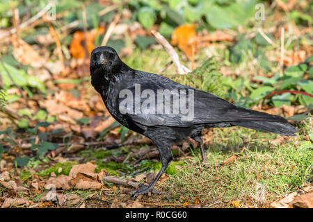 Große schwarzer Vogel Carrion Crow auf der Suche nach Nahrung, Samen etc.. Stockfoto