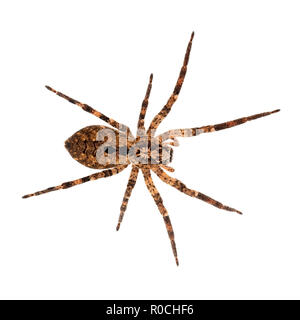 Zoropsis spinimana, Falsche wolf spider. Große, braune und hiary. Auf weiß isoliert. Stockfoto