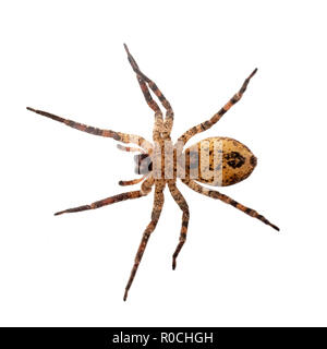 Zoropsis spinimana, Falsche wolf spider, Unterseite - Foto in Glas genommen. Auf weiß isoliert. Stockfoto