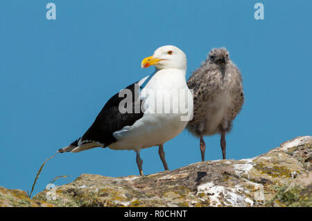 Große schwarze zurück Möve Larus Marinus Skomer Island Pembrokeshire West Wales UK Stockfoto