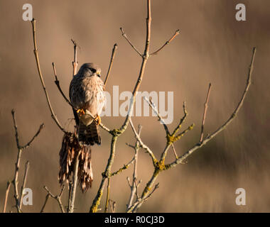 Eine wilde weibliche Kestrel thront auf der Suche nach Beute unten (Falco tinnunculus), Gloucestershire Stockfoto