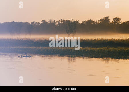 Dämmerung auf Yellow Water Billabong, Kakadu Stockfoto