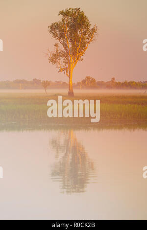 Baum im Yellow Water Billabong, Stockfoto