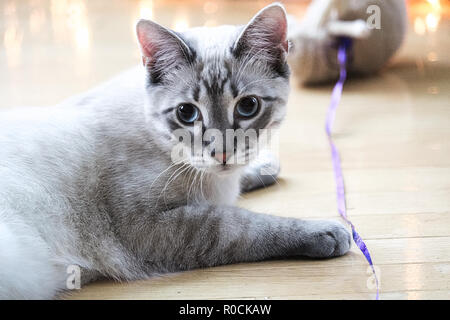 Eine Tabby-katze spielt mit einem Spielzeug an einer Schnur Stockfoto