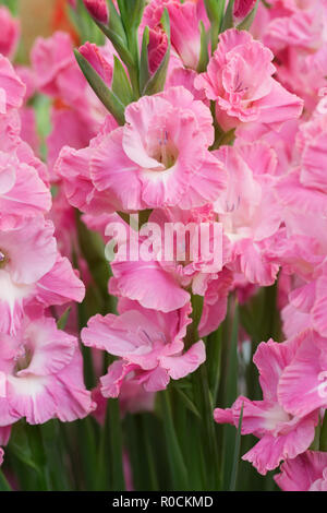 Gladiolen 'Karaoke' Blumen. Stockfoto