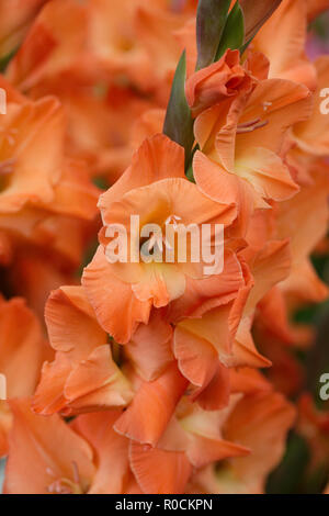 Gladiolen 'Lucifer' Blumen. Stockfoto