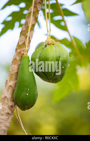 Frische, grüne Papaya wächst am Baum an der Plantage Stockfoto