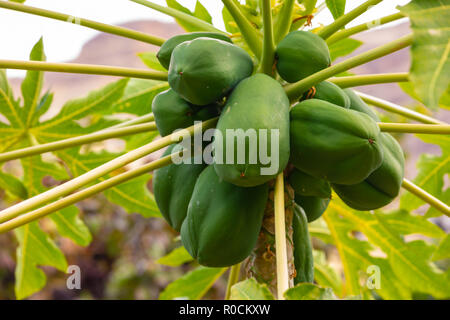 Frische, grüne Papaya wächst am Baum an der Plantage Stockfoto