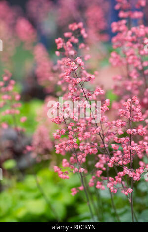 Heuchera 'Paris' Blüte im Herbst. Stockfoto