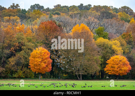 New York, USA, 1. November 2018. Eine Herde von Tauben fliegen über eine Schar der kanadischen Gänse füttern im New Yorker Van Cortlantd Park. Foto von Enrique Shor Stockfoto