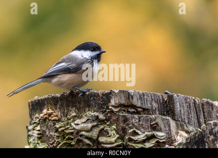 Black-capped chickadee an Tylee Marsh, Rosemere, Quebec, Kanada Stockfoto