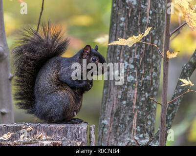 Schwarzes Eichhörnchen im Herbst, Tylee Marsh, Rosemere, Quebec, Kanada Stockfoto