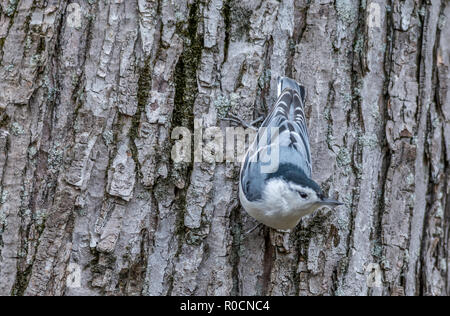 White-breasted Kleiber an Tylee Marsh, Rosemere, Quebec, Kanada Stockfoto