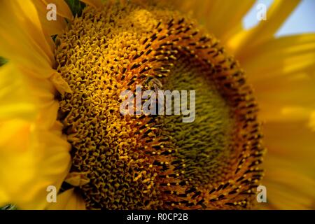 Nahaufnahme einer Biene bestäubt eine Sonnenblume (lat.: Helianthus) Stockfoto