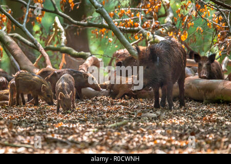 Familie von Wildschwein (Sus scrofa) kümmert sich um Ihre Haut auf einen umgestürzten Baum auf einer Lichtung im Wald Stockfoto