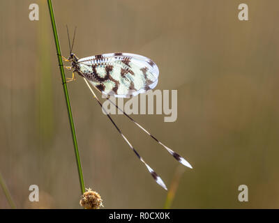 Bunte Insekt antlion relative Nemoptera ist ein Zugweg Gattung von Insekten aus der Familie oder Nemopteridae spoonwings. Stockfoto