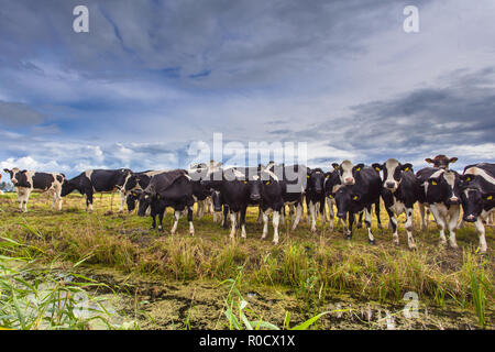 Gruppe der Kühe auf dem Bauernhof Wiese, gewachsen für Bio-fleisch Stockfoto