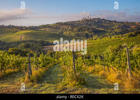 Weinberg in den Hügeln der Toskana in der Nähe von San Gimignano, Italien Stockfoto