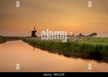 Holländische Landschaft mit Schafen und Alte Mühle bei Sonnenuntergang Stockfoto