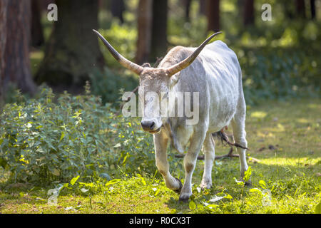 Ungarische Steppenrinder in einem Wald an einem sonnigen Tag Stockfoto