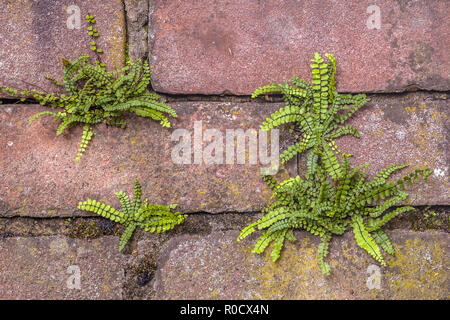 Maidenhair spleenwort (Asplenium Trichomanes) ist ein kleiner Farn im Spleenwort Gattung Asplenium leben auf Felsen und Steinmauern. Stockfoto