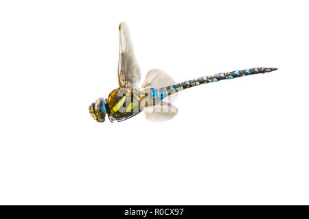 Flying migrant Hawker (Aeshna Mixta), dies ist einer der kleineren Arten von hawker Libellen. Auf weissem Hintergrund. Stockfoto