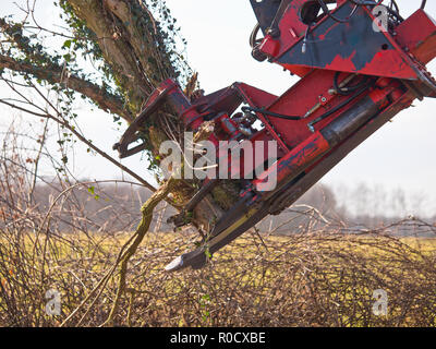 Klaue der einen Baum schneiden Kran in Aktion Stockfoto