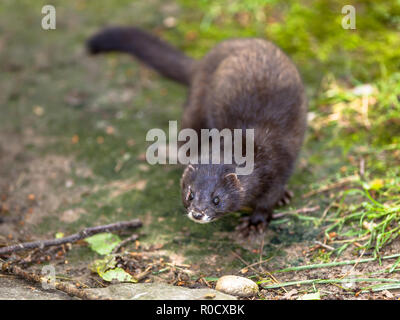 Der Europäische Iltis (Mustela putorius) in die Kamera schaut Stockfoto