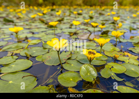 Dichte schwimmende Wasser Vegetation gesäumten Wasserlilie (nymphoides Peltata) mit einer Biene Essen aus Nektar Stockfoto