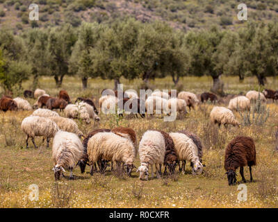 Herde der schwarzen und weißen Schafe weiden in Dehesa wie Olivenhain auf Lesbos Insel, Griechenland Stockfoto
