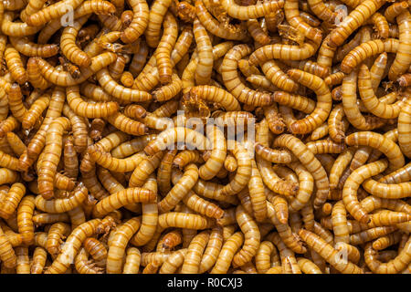 Hintergrund der vielen Mealworm leben die Larven als Nahrung geeignet. Stockfoto