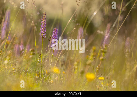 Duftende Orchidee (Gymnadenia conopsea) in einer kalkhaltigen Feld auf der Piste in der Nähe von Blankenheim, Deutschland Stockfoto