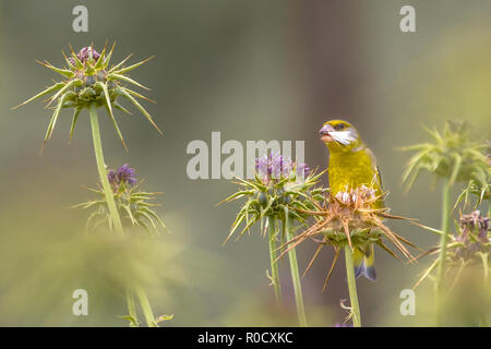 Grünfink (Carduelis chloris) essen Samen Mariendistel (Silybum marianum) mit schönen Bokeh Stockfoto