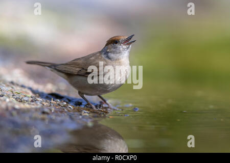 Weibliche Eurasischen mönchsgrasmücke (Sylvia atricapilla) Trinkwasser in einem ökologischen Garten Stockfoto