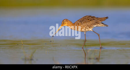 Männchen Uferschnepfe (Limosa limosa) zu Fuß durch seichtes Wasser während der Migration im Frühjahr und im Herbst. Stockfoto