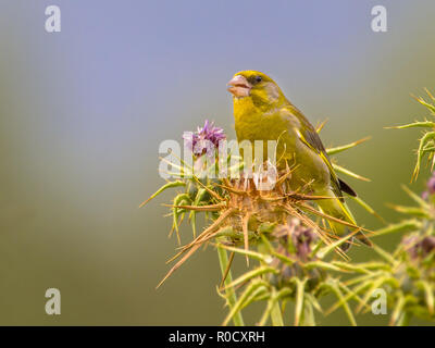 Grünfink (Carduelis chloris) thront auf Mariendistel (Silybum marianum) Blüte Stockfoto