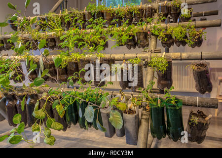 Organische Blumenampeln Gemüsegarten von Kunststoffflaschen innerhalb eines Hauses gemacht Stockfoto
