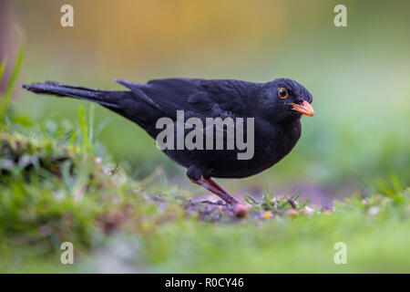 Männliche gemeinsame Amsel (Turdus merula) Essen aus dem Boden in einem ökologischen Garten mit grünen Hintergrund und mit Blick auf die Kamera Stockfoto