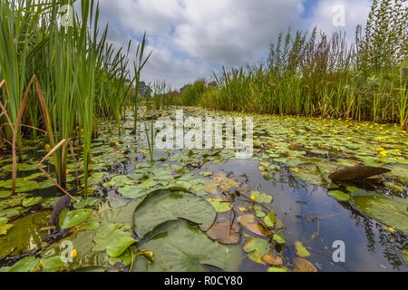 Dichte schwimmende Wasser Vegetation gesäumten Wasserlilie (nymphoides Peltata) in einem städtischen Gebiet in den Niederlanden Stockfoto