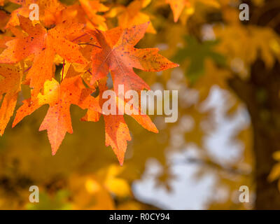 Orange und gelb gefärbte Ahorn Blätter im Herbst Saison Stockfoto