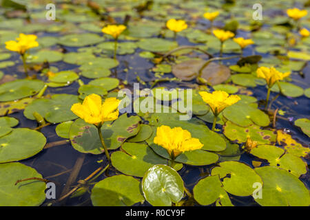 Dichte schwimmende Wasser Vegetation gesäumten Wasserlilie (nymphoides Peltata) Stockfoto