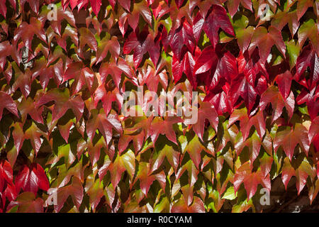 Bunt und hell Hintergrund aus rot gefärbten Blätter im Herbst Stockfoto